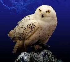 誰でも簡単に透視ができるようになる！
ブレス・ダウジング講座